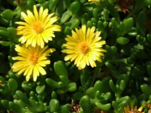 Delosperma Ecklonis (yellow) 6 Pack Tray