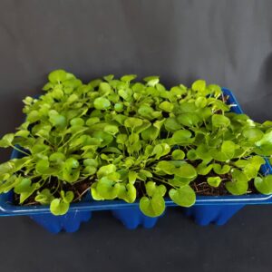 Dichondra Repens (Wonderlawn) 6 Pack Tray