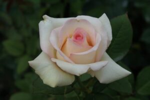 Die Bloemhoffer Hybrid Tea Rose 5lt