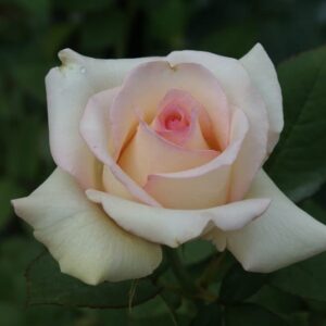 Die-Bloemhoffer.jpg Die Bloemhoffer Hybrid Tea Rose 5lt