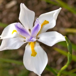 Dietes Grandiflora 2lt Common Name: Wild Iris, African Iris, Large-flowered Dietes