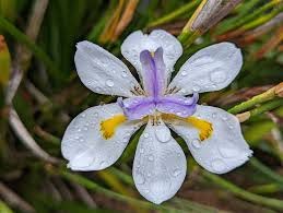 Dietes Grandiflora 4 Pack Tray