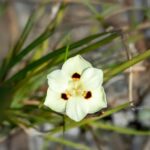 Dietes Bicolor 2lt Common Name: Yellow Wild Iris, African Iris, Peacock Flower