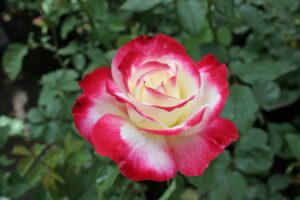 Double Delight Hybrid Tea Rose 5lt