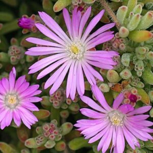 Drosanthemum (Purple) 6 Pack