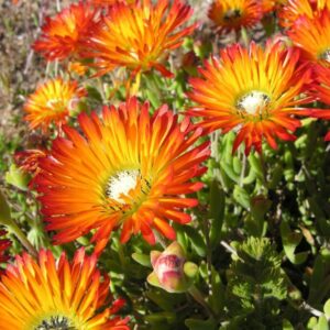 Drosanthemum Speciosum (Orange) 6 Pack