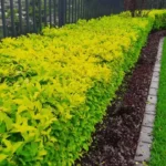 Duranta Gold 10lt