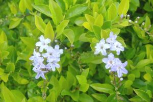 Duranta Gold 2lt Common Name: Golden Duranta, Duranta Gold