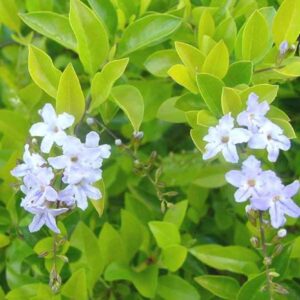 Duranta Gold 2lt Common Name: Golden Duranta, Duranta Gold