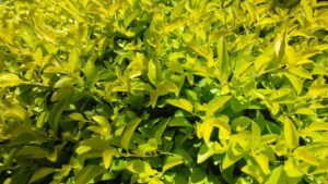 Duranta Sheenas Gold 128 Plug Tray