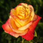 Durbanville Flame Hybrid Tea Rose 5lt