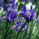 Iris Dutch-Dark Blue Bulbs