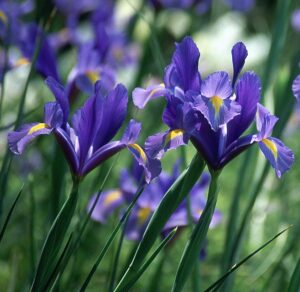 Iris Dutch-Dark Blue Bulbs