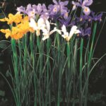 Iris Dutch-Mixed Colour Bulbs