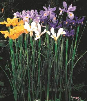 Iris Dutch-Mixed Colour Bulbs