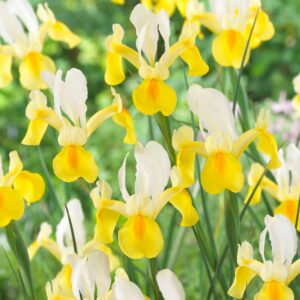 Iris Dutch Bulbs for sale at clicknplant nursery