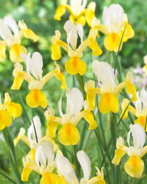 Iris Dutch Bulbs for sale at clicknplant nursery