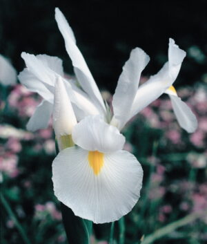 Dutch-Iris-White.jpg Iris Dutch-White Bulbs