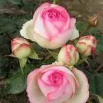 Eden Rose Climbing Rose 5lt