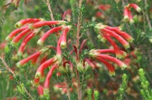 Erica Discolor 15cm Pot