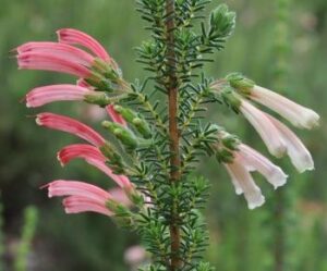 Erica Glandulosa 15cm Pot