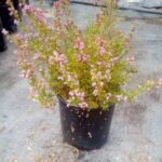 Erica-gracilis.jpg Erica Gracilis 15cm Pot