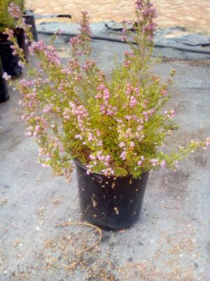 Erica Gracilis 15cm Pot