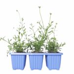 Erigeron Profusion 6 Pack