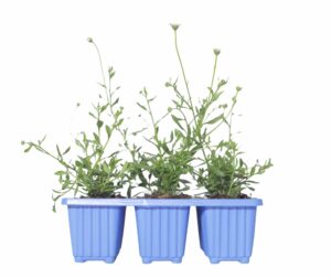 Erigeron Profusion 6 Pack