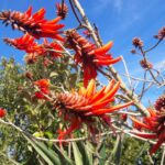 Erythrina Lysistemon 400lt Common Name: Common Coral Tree Erythrina Lysistemon 400lt Common Name: Common Coral Tree
