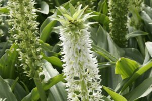 Eucomis Autumnalis (Pineapple Lily) 128 Plug Tray