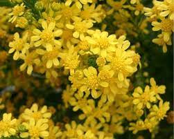 Euryops Virgineus 128 Plug Tray