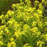 Euryops Virgineus 6 Pack