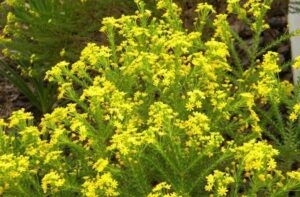 Euryops Virgineus 6 Pack