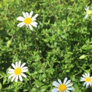 Felicia Amelloides 'Alba' 6 Pack