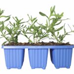 Felicia Amelloides Glenwood 6 Pack