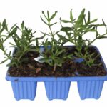 Felicia Amelloides Glenwood 6 Pack