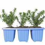 Felicia Echinata 6 Pack