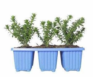 Felicia Echinata 6 Pack