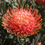 Fiery Spice Leucospermum (pincushion) 15cm Pot