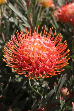 Fiery Spice Leucospermum (pincushion) 15cm Pot