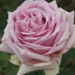 Fifty Shades of Grey Hybrid Tea Rose 5lt