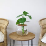 Fishbowl with Delicious Monster