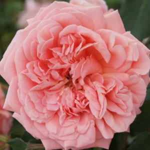 Flower Power Panarosa Rose 5lt