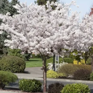 Flowering Cherry Tree Mt. Fuji 