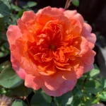 Rose Foxy Lady LUDafrieasy 5lt