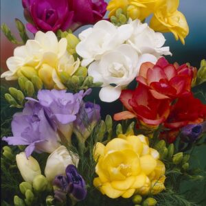 Freesias-Double Mixed (Regular)