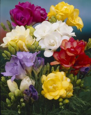 Freesias-Double Mixed (Regular)