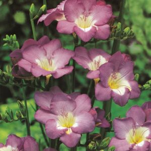 Freesias-Lilac