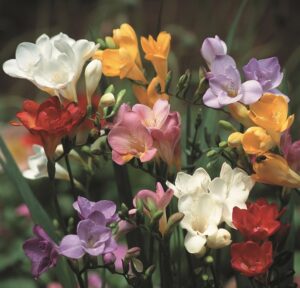 Freesias-Mixed Regular